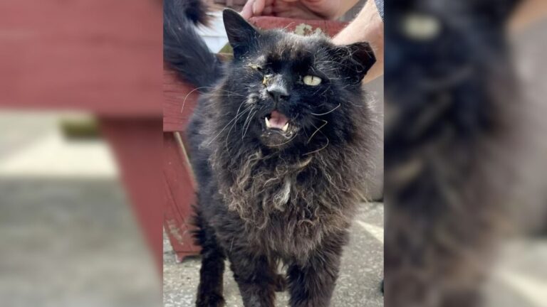 South Jersey Cat Loses Everything As His Family Moves Away And Leaves Him Behind