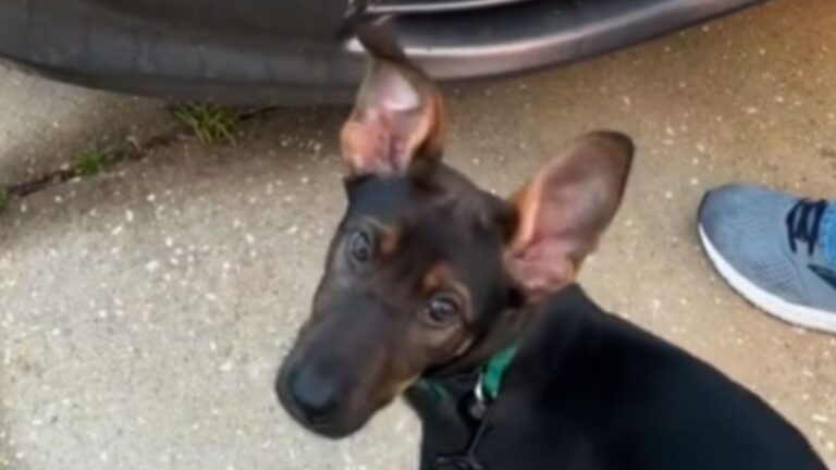 Alabama Dog Starts Freaking Out At Family’s Car And Ends Up Saving A Precious Life