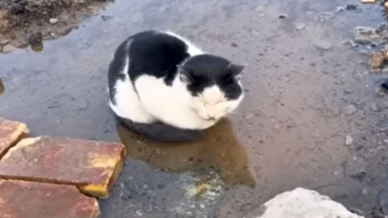 New York Couple Breaks Down After Finding A Cat Lying In A Puddle In His Final Moments