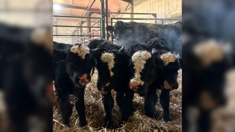 South Dakota Rancher Checks On Cows And Witnesses Once-In-A-Lifetime Miracle