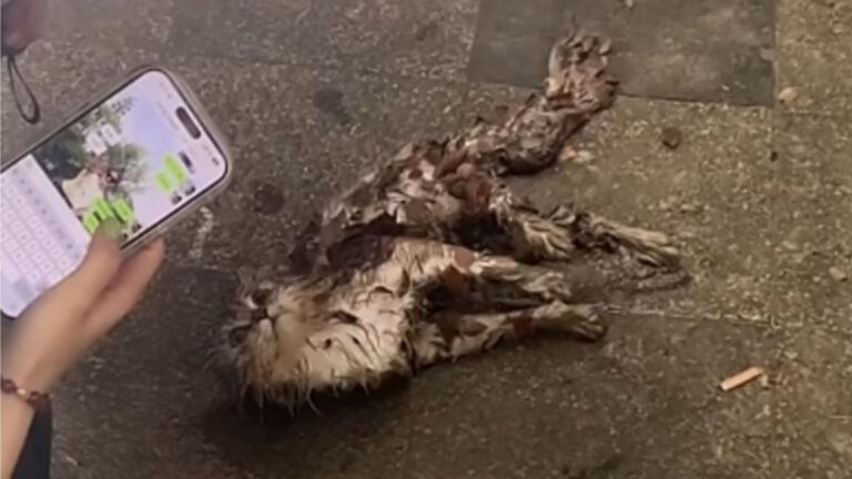 Cat Crawls From The Bushes, Drenched And Covered In Leaves, Then Collapses On The Road In Ohio