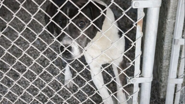During Fire Evacuation, LA Shelter Staff Didn’t Know This Deaf Pup Was Still Inside