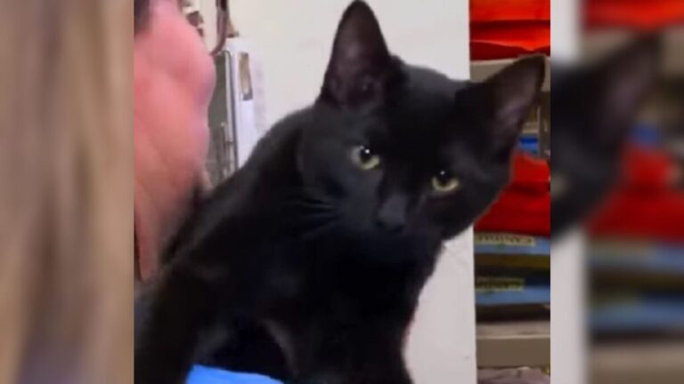 Delivery Driver Watches In Shock As Tiny Cat Is Thrown From Moving Car In Iowa