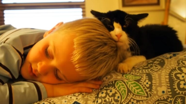 After Being Abandoned In His Final Years, Utah Family Gave This Cat The Peace He Deserved