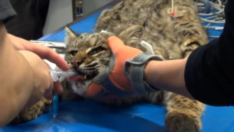 Nebraska Man Sees A Struggling Creature Lying On The Road And Can’t Believe What It Is