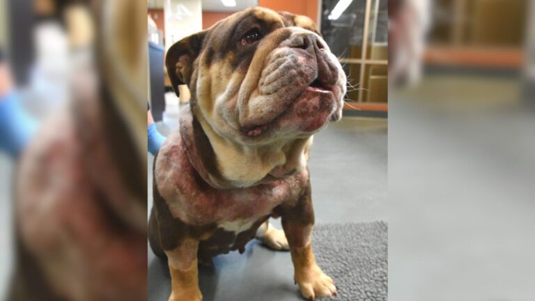 San Diego Family Learns The Hard Way That Some Mistakes Can Be Fatal For Pets