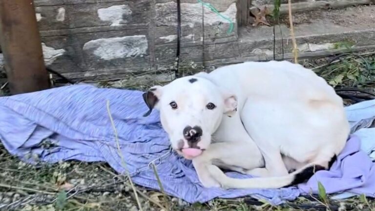 Starving Dog Chained To Empty House In Missouri Had Almost Given Up, But Then His Hero Arrived