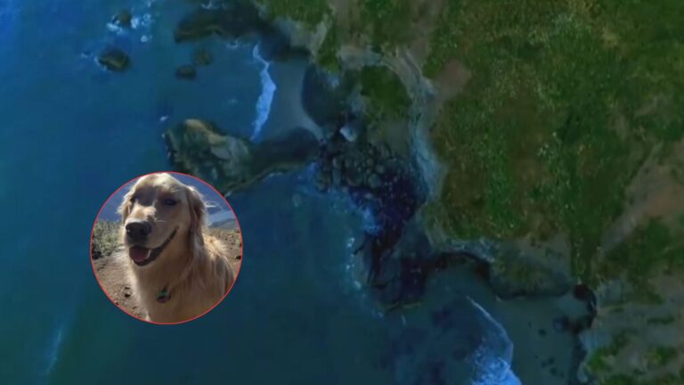 Portland Family Freezes In Shock As Their Dog Falls From A Cliff 300 Feet Into The Ocean Below