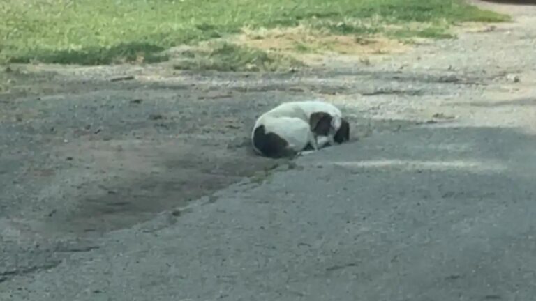 Abandoned Dog Family In Rain-Soaked Alleyway In Missouri Waits Hopelessly For A Helping Hand