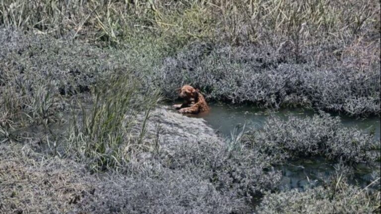 Terrified Pup Ends Up Stuck In California Canal, Drone Captures His Heartbreaking Struggle