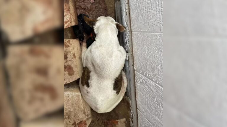 Texas Resident Sees Dog Stuck In Muddy Pit, Then Realizes What She’s Guarding At Her Feet