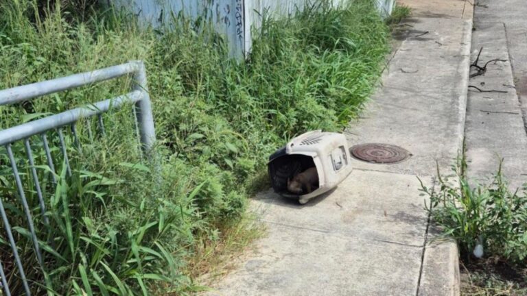 Helpless Pup Was Left In Old Plastic Crate In Scorching Heat But Someone Stopped Just In Time