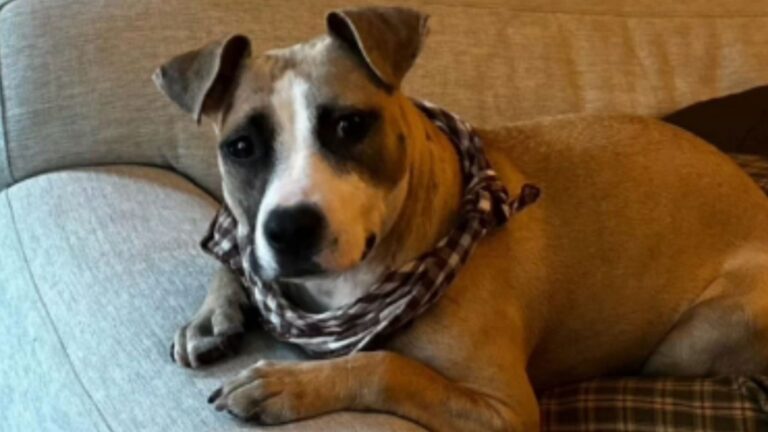 Locked In A Wire Kennel In 98-Degree Heat In North Carolina, This Dog’s Story Shocked Everyone