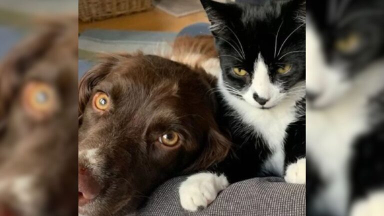 Dog Pulls Off Incredible Rescue After Cat Plunges 100 Feet Into Mine Shaft In Oregon