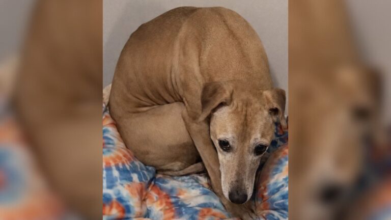 California Dog Rescued From Fighting Ring Spent Years Without Making A Sound, Look At Him Now