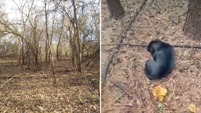 Man Follows Panicked Screams Into Georgia Woods And Discovers Terrifying Scene In Old Well