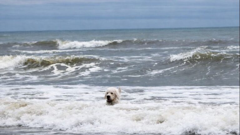 North Carolina Woman Lets Her Dog Splash In Ocean, Then Witnesses Scene She’ll Never Forget