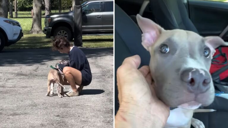 Woman Finds Puppy Tied To A Crate On Missouri Highway, His Cries Drowned Out By Honking Horns