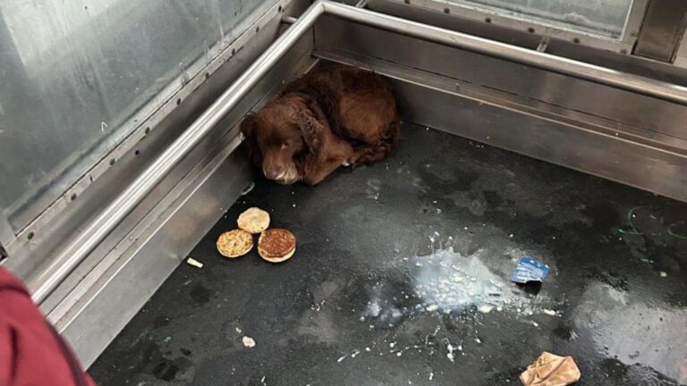 Shaking Pup Took Shelter In Elevator At California Railroad Station, Then Luck Found Him There