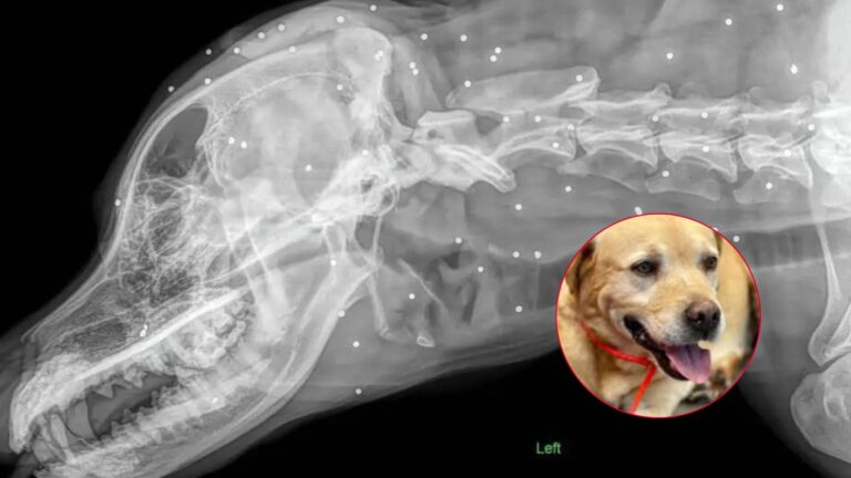 Florida Rescuers Stunned After X-Ray Reveals What The Dots Inside A Dog’s Body Really Are