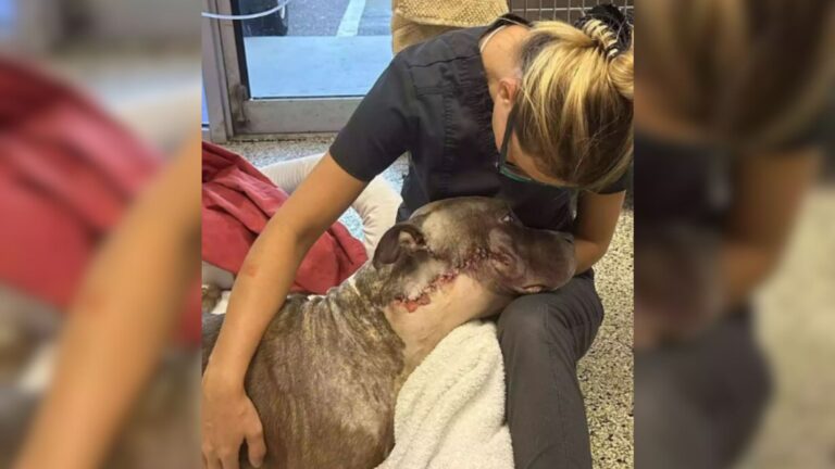 Florida Dog With Massive Tumor Undergoes Life-Saving Surgery And Gets His Fairytale Ending