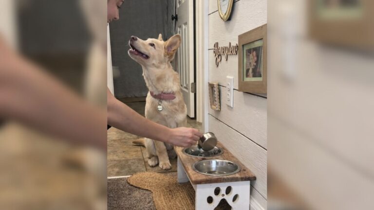 Rescue Dog In Montana Has One Rule Before Dinner And It’s The Sweetest Thing You’ll See Today