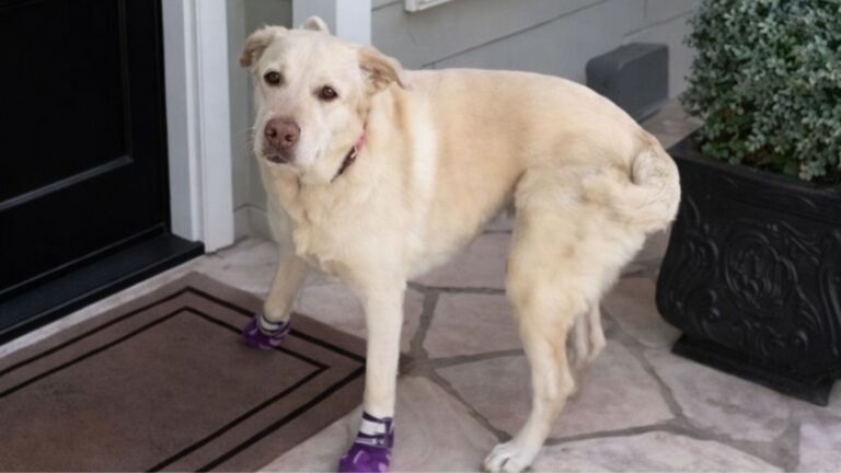 This California Dog Has To Visit One Person Every Day And You’ll Be Surprised To See Who It Is