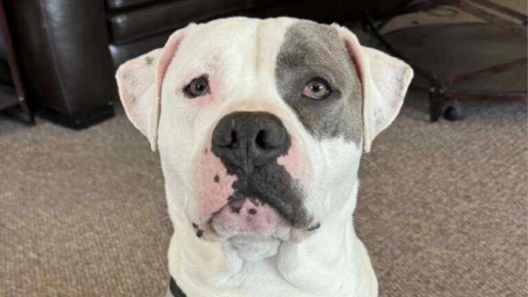 Indiana Woman Sets Up Camera To Check On Her Dog, What She Found Is Priceless