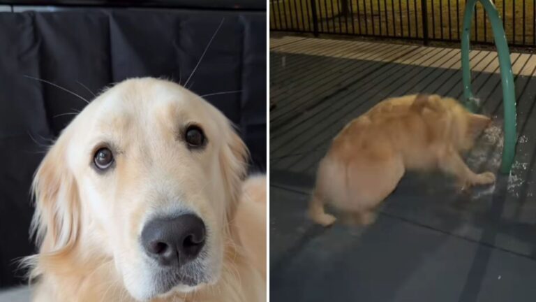Florida Dog Returns To A Place He Loved As A Puppy And His Reaction Has Millions Crying