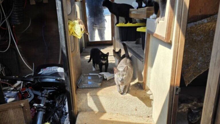 Florida Rescue Responds To Shocking Scene Of 23 Cats Living On Neglected Boat