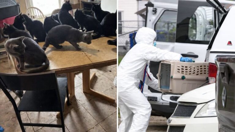 Woman’s Tragic Passing Leads To Horrifying Discovery Of 50 Neglected Pets In Rhode Island Home