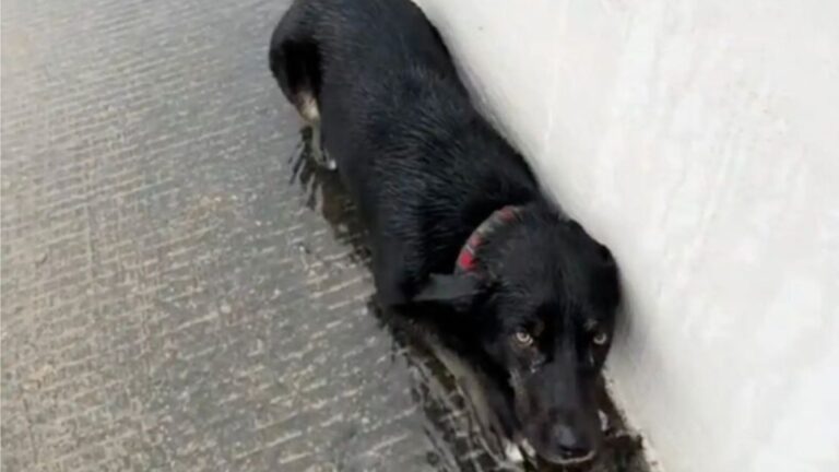 Texas Driver Pulls Over For “Trash” On The Roadside And Finds A Tiny Life Fighting To Survive