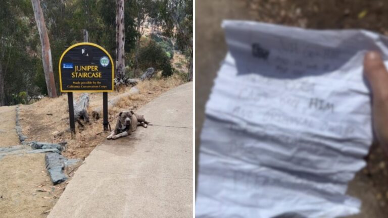 San Diego Woman Approaches A Dog Tied To A Sign In, Then Reads A Note That Breaks Her Heart