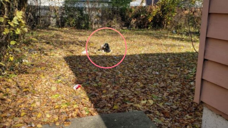 Starving Puppies Found At Abandoned House In Detroit Get A Lifeline From Kind Electrician