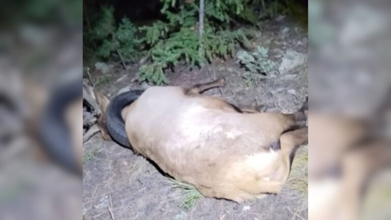 Watch The Moment Majestic Elk Is Freed From Tire Around Its Neck After 2 Years In Colorado