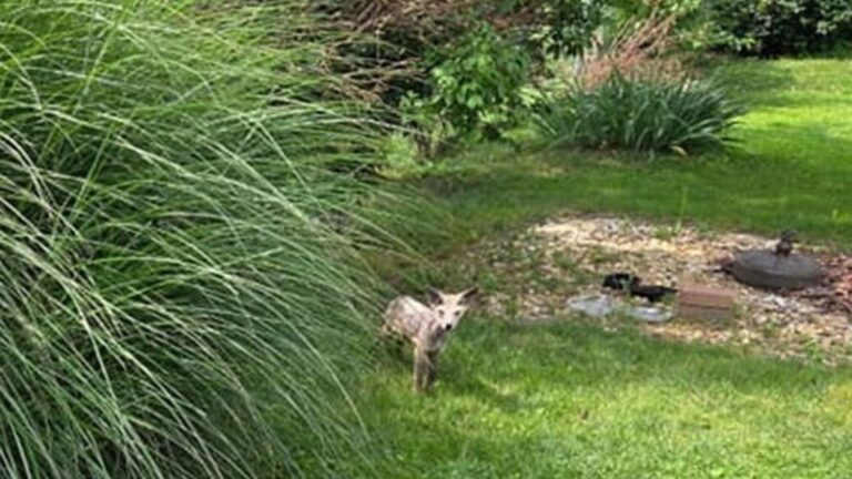 Lancaster Neighbors Notice Mysterious Bare Animal And Realize It Needs Immediate Help
