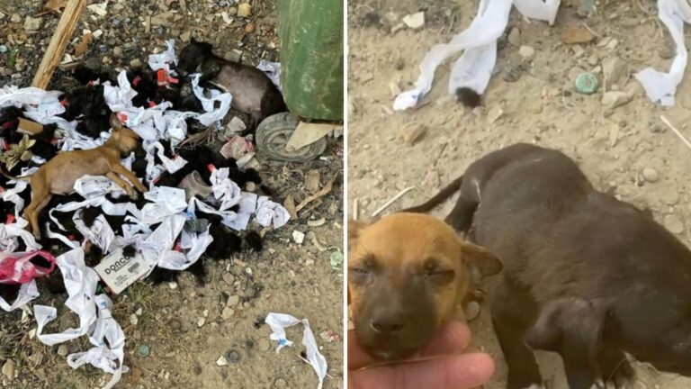 Colorado Resident Walking Past A Dumpster Discovers A Heartbreaking Scene On Trash Pile