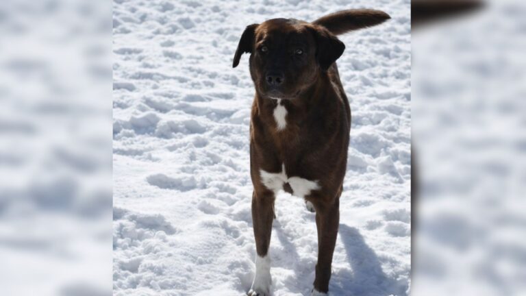 Kentucky Family Lets A Freezing Pup In For One Night, Then Everything Changes
