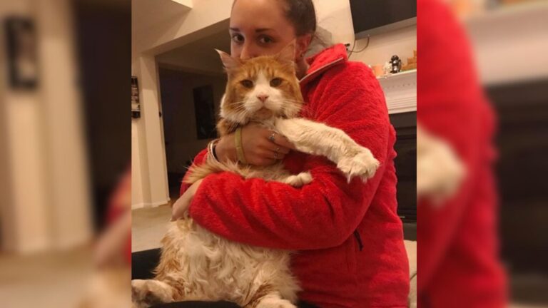 Maryland Family Left Their Giant Maine Coon At Shelter For Being Too Calm, Then Fate Intervened
