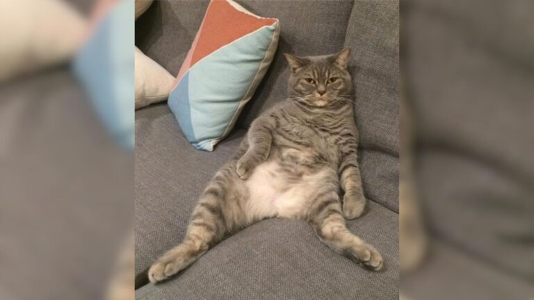 Watch How This Ohio Family Outsmarted Their Greedy Cat Stealing Kittens’ Food