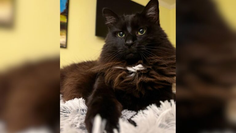 Fierce-Looking Cat In Washington D.C. Hid The Sweetest Heart And One Family Knew Right Away