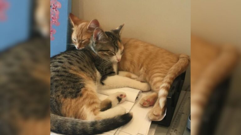 Ohio Finance Office Adopts Two Abandoned Kittens And Nails The Best Names Ever