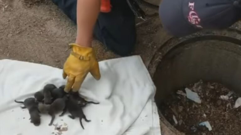 Colorado Fire Crew Responds To Call About Puppies Stuck In Drain, Then Gets A Shocking Surprise