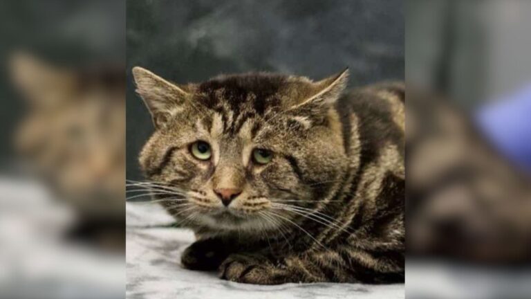 Maryland Couple Adopts Sad And Lonely Cat And Turns His Life Into Pure Happiness