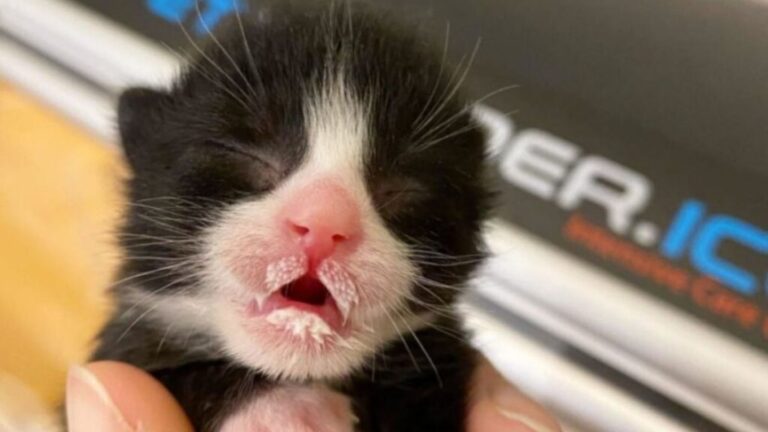 Virginia Woman Finds 5 Just-Born Kittens Frozen Into A Block Of Ice, Barely Clinging To Life