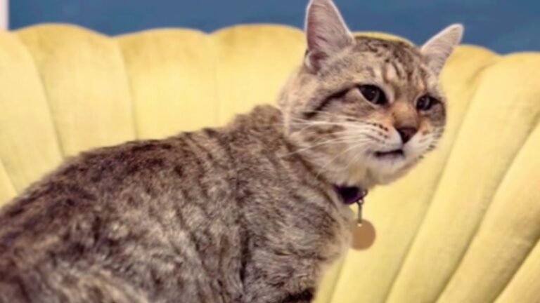 Colorado Stray Cat Finally Gets A Soft Chair To Rest And Her Reaction Will Make You Cry