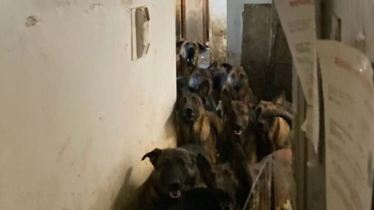 Rescuers Left In Shock After Finding 40 Dogs Packed Into A tiny, Filthy Apartment In New York