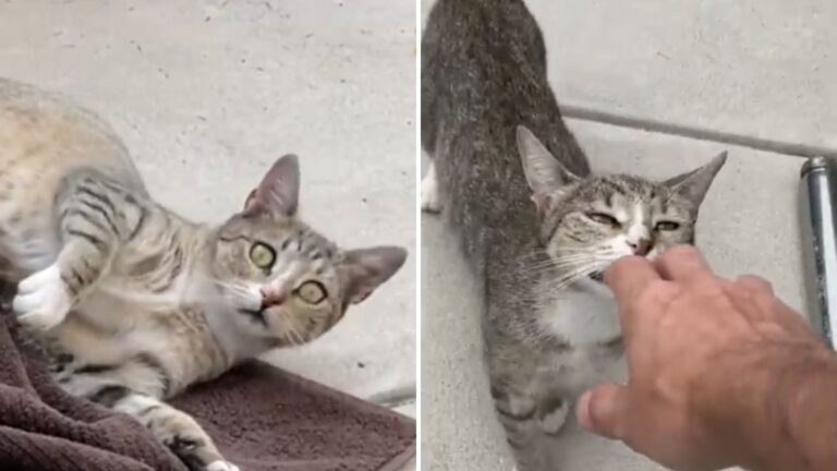 Pennsylvania Man Takes In A Feral Cat, Then She Brings Something That Changes His Life Forever