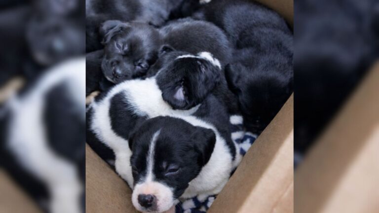 Box Left In North Carolina Parking Lot Turns Out To Be Shelter For 6 Tiny Abandoned Souls