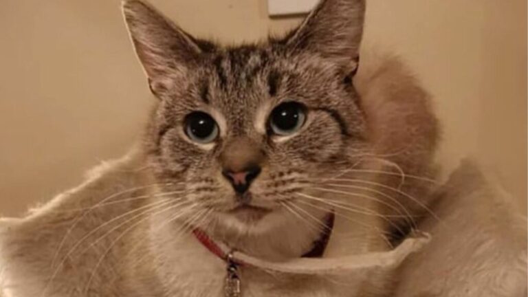 Ohio Man Finds A Disturbing Three-Page Letter Attached To His Cat And Can’t Believe It